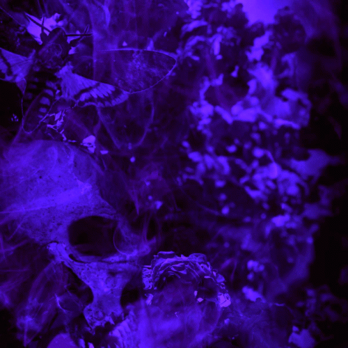 Omnikinetic : The Death of Fear Is Certain